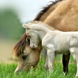 Meet your Posher, Saul